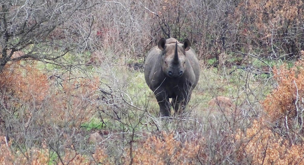 The Black Rhino Conservation Ecology Project – Protecting them through