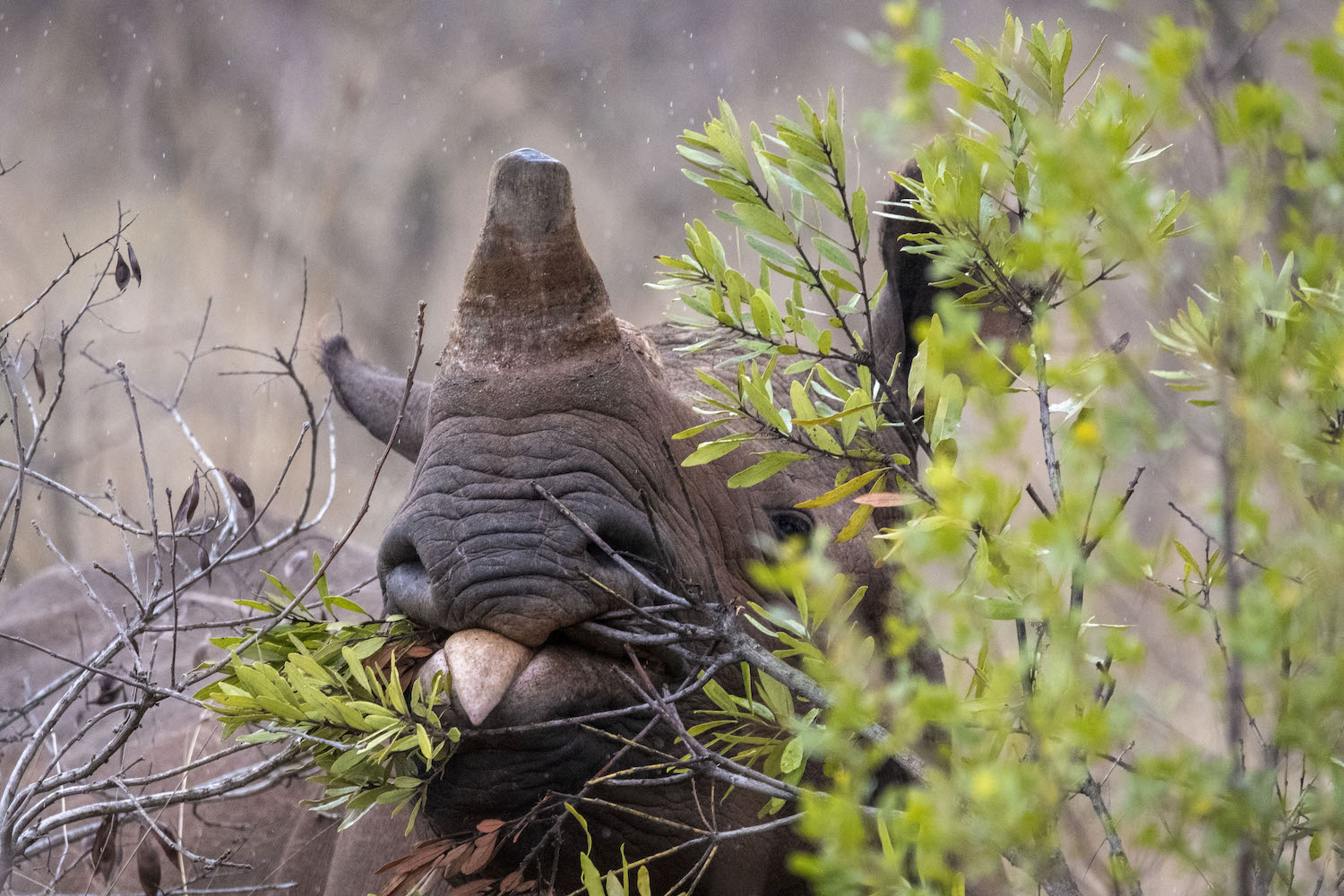 Black rhino show tongue